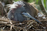 Aigrette bleue<br/>Little Blue Heron