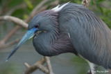 Aigrette bleue<br/>Little Blue Heron