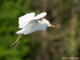 Hron garde-boeufs<br/>Cattle Egret