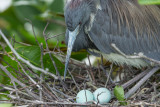 Aigrette bleue<br/>Little Blue Heron