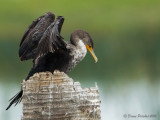Cormoran  aigrettes<br/>Double-Crested Cormorant