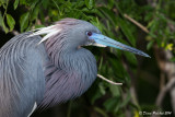 Aigrette bleue<br/> Little Blue Heron