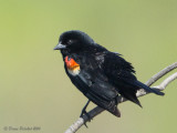 Carouge à épaulette<br/>Red-winged Blackbird