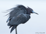 Aigrette bleue<br/>Little Blue Heron