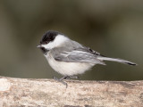 Mésange à tête noir<br/>Black-Capped Chickadee