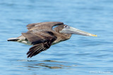 Pélican brun<br/>Brown Pelican