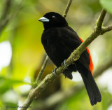 Tangara  croupion rouge<br>Passerinis Tanager