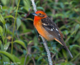Tangara  dos ray<br/>Flamed-colored Tanager