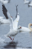 Oie des Neiges<br/>Snow Goose<br/>IMG_9818.jpg