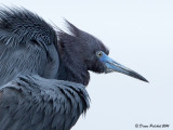 Aigrette bleue<br/>Little Blue Heron<br/>_MG_5642-2.jpg