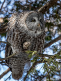 Chouette lapone<br/>Great Gray Owl<br/>1M8A1630.jpg