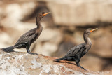 Cormoran à aigrettes<br/>Double-crested Cormorant<br/>IMG_6825.jpg