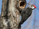 Grand Pic<br/>Pileated Woodpecker<br/>1M8A2564.jpg