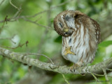 Chevêchette brune<br/> Ferruginous Pygmy Owl<br/>1M8A6068.jpg