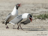 Mouette atricille<br/>Laughing Gull<br/>1M8A3306.jpg