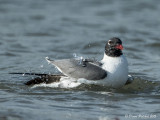 Mouette atricille<br/>Laughing Gull<br/>1M8A3395.jpg