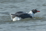Mouette atricille<br/>Laughing Gull<br/>1M8A3370.jpg