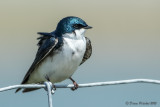 Hirondelle bicolore<br/>Tree Swallow<br/>1M8A9244.jpg