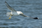 Goéland à bec cerclé<br/>Ring-Billed-Gull<br/>1M8A8379.jpg