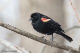 Carouge à épaulettes<br/>Red-winged Blackbird<br/>1M8A8121.jpg