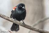 Carouge à épaulettes<br/>Red-winged Blackbird<br/>1M8A8122.jpg