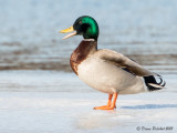 Canard Colvert<br/>Mallard<br/>1M8A2434.jpg