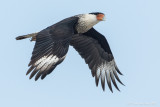 Caracara du nord<br/>Crested Caracara<br/>1M8A5795.jpg