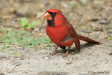 Cardinal pyrrhuloxia<br/>Pyrrhuloxiaz<br/>1M8A6274.jpg