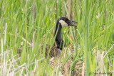 Bernaches du Canada<br/>Canada Geese<br/>1M8A0339.jpg