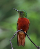 Chestnut-breasted Coronet - Colibri de Matthews - Boissonneaua matthewsii.JPG