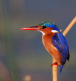 Malachite Kingfisher - Martin-pêcheur huppé - Alcedo cristata.JPG