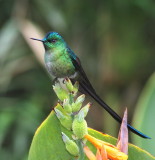 Long-tailed Sylph - Sylphe à longue queue - Aglaiocercus kingi.JPG