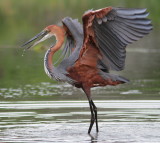 Golliath Heron - Héron Golliath - Ardea goliath.JPG