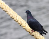 Rock Pigeon - Pigeon biset.- Columba liviaJPG