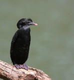 Little Cormorant - Cormoran de Viellot - Microcarbo niger.JPG