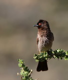 African Red-eyed Bulbul - Bulbul brunoir - Pycnonotus nigricans.JPG