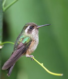 Speckled Hummingbird - Colibri moucheté - Adelomyia melanogenys.JPG