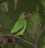 Black-winged Lovebird - Inséparable dAbyssinie - Agapornis taranta.JPG