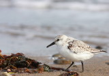 Bcasseau sanderling (22).JPG