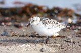 Bcasseau sanderling (23).JPG