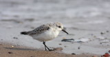 Bcasseau sanderling (29).JPG