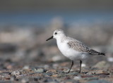 Bcasseau sanderling (40).JPG