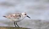 Bcasseau sanderling 36.tif