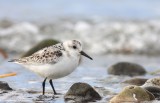 Bcasseau sanderling 39.tif