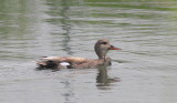 Canard chipeau 2.JPG