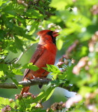 Cardinal rouge 1.JPG