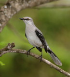 Tropical Mockingbird - Moqueur des savanes - Mimus gilvus