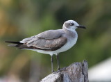 Laughing Gull - Mouette atricille - Leucophaeus atricilla