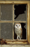 owl-in-the-window-sm.jpg