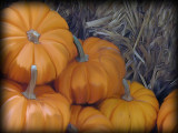 pumpkins-small-b.jpg